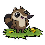 Racoon
