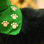 Bandana