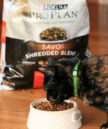 Miss Kitty loves her Purina ProPlan Cat Food!