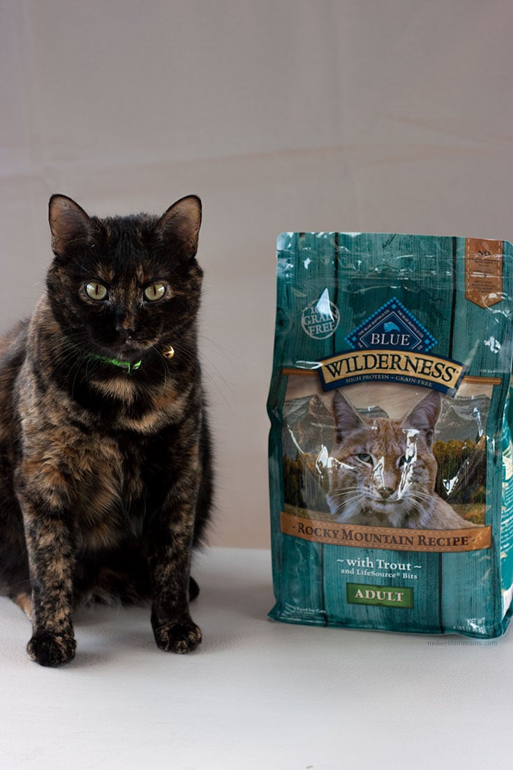 Miss Kitty with her Blue Buffalo Blue Wilderness cat food.
