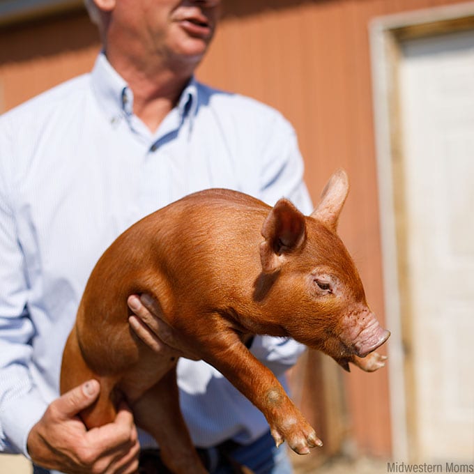 Good Pork Farm - Baby Piglet