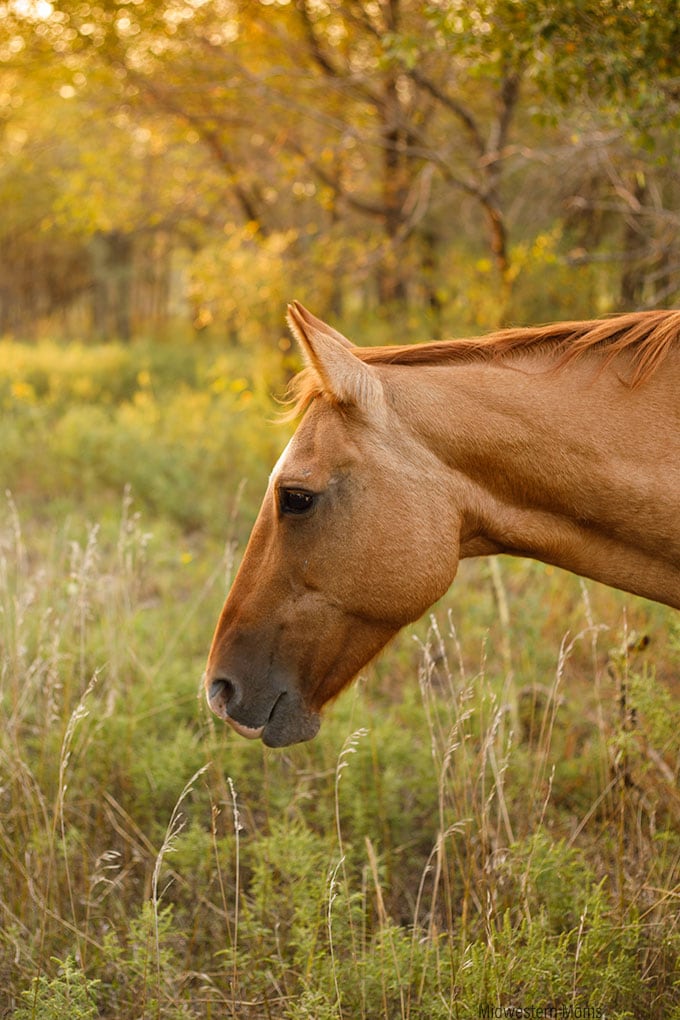 Sawyer Horse