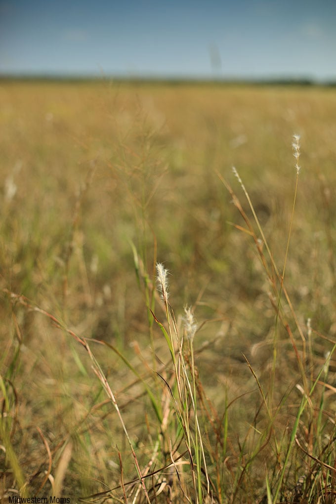Prairie Grass in the Flint Hills