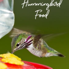 How To Make Homemade Hummingbird Food