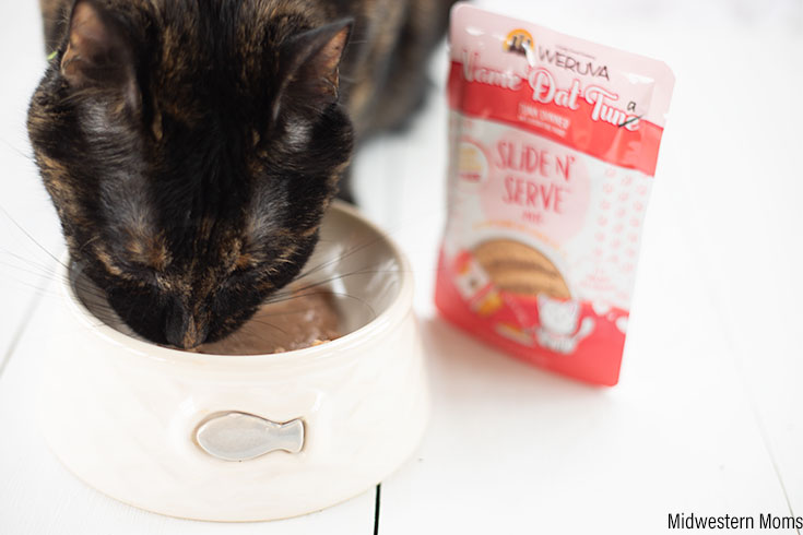 The Best Wet Cat Food And Why Your Cat Needs It